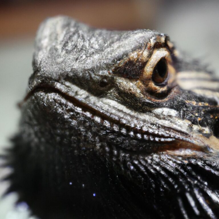 Bearded Dragon Species That Turn Completely Black ...