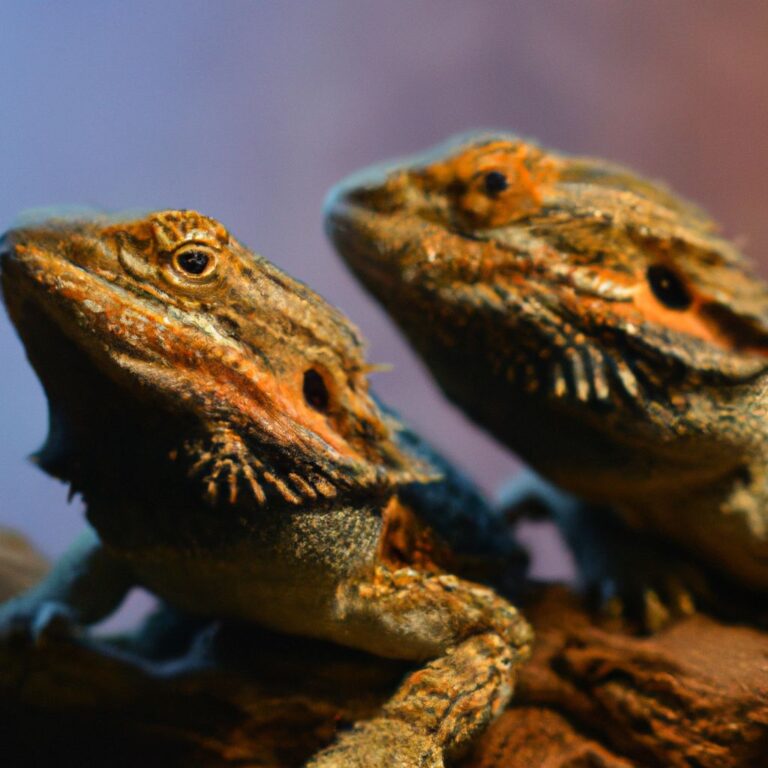 Can Two Male Bearded Dragons Live Together