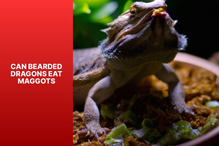 can-bearded-dragons-eat-maggots-onlinebeardeddragoncare