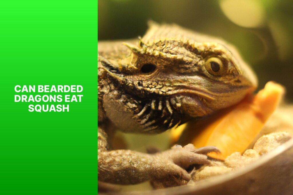 Can Bearded Dragons Eat Squash